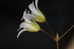 Pitcher's stitchwort